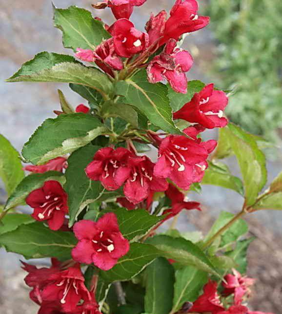 Превью изображения