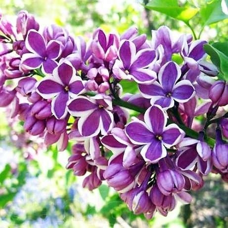Превью изображения