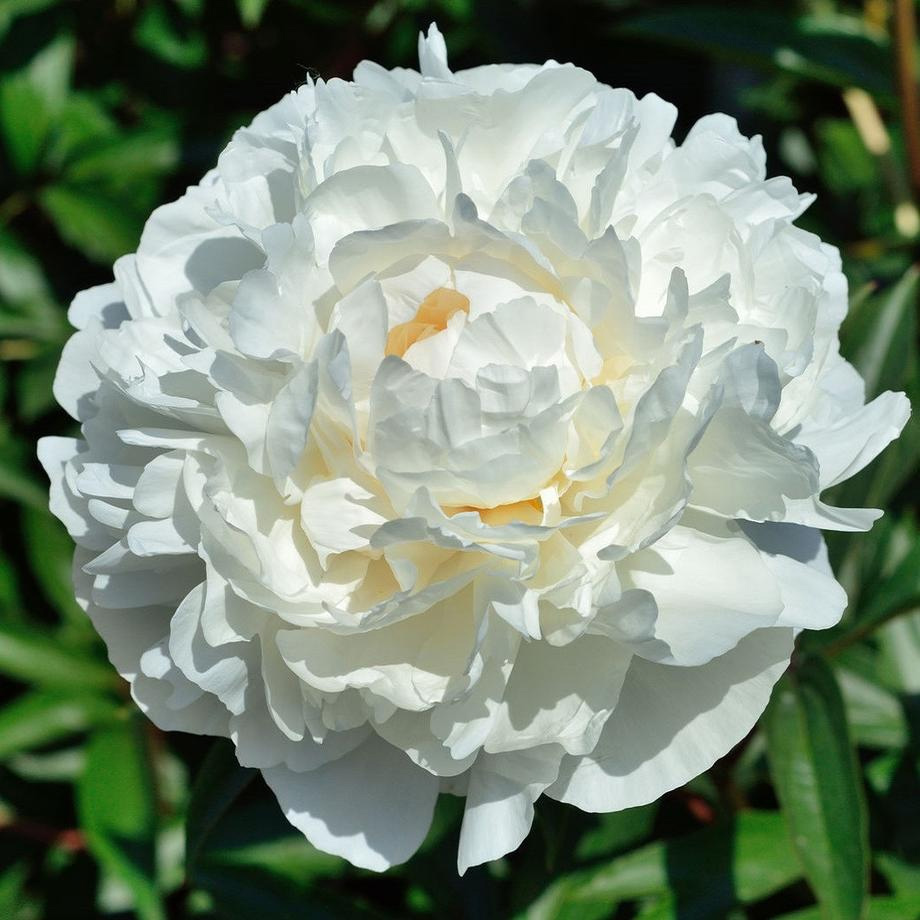 Превью изображения