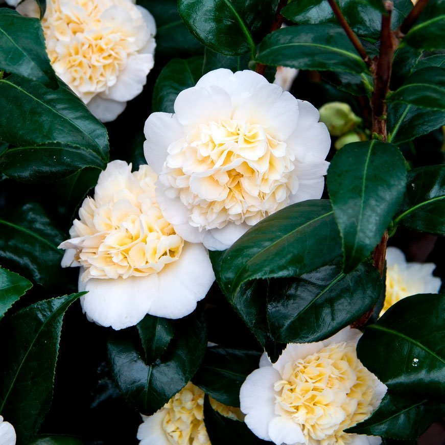 Превью изображения