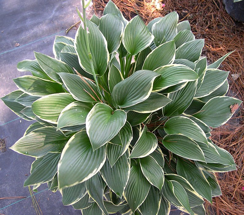 Превью изображения