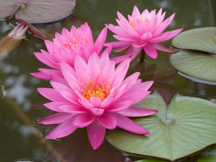 Превью изображения