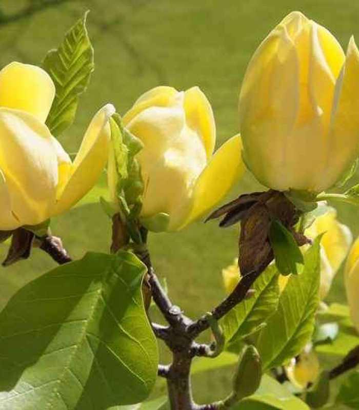 Превью изображения