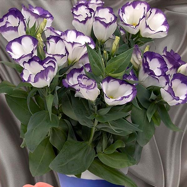 Превью изображения