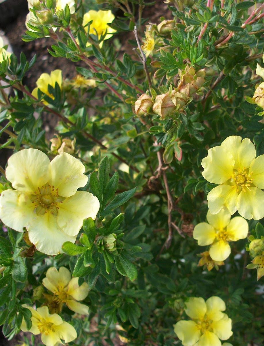 Превью изображения