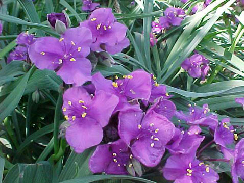 Превью изображения