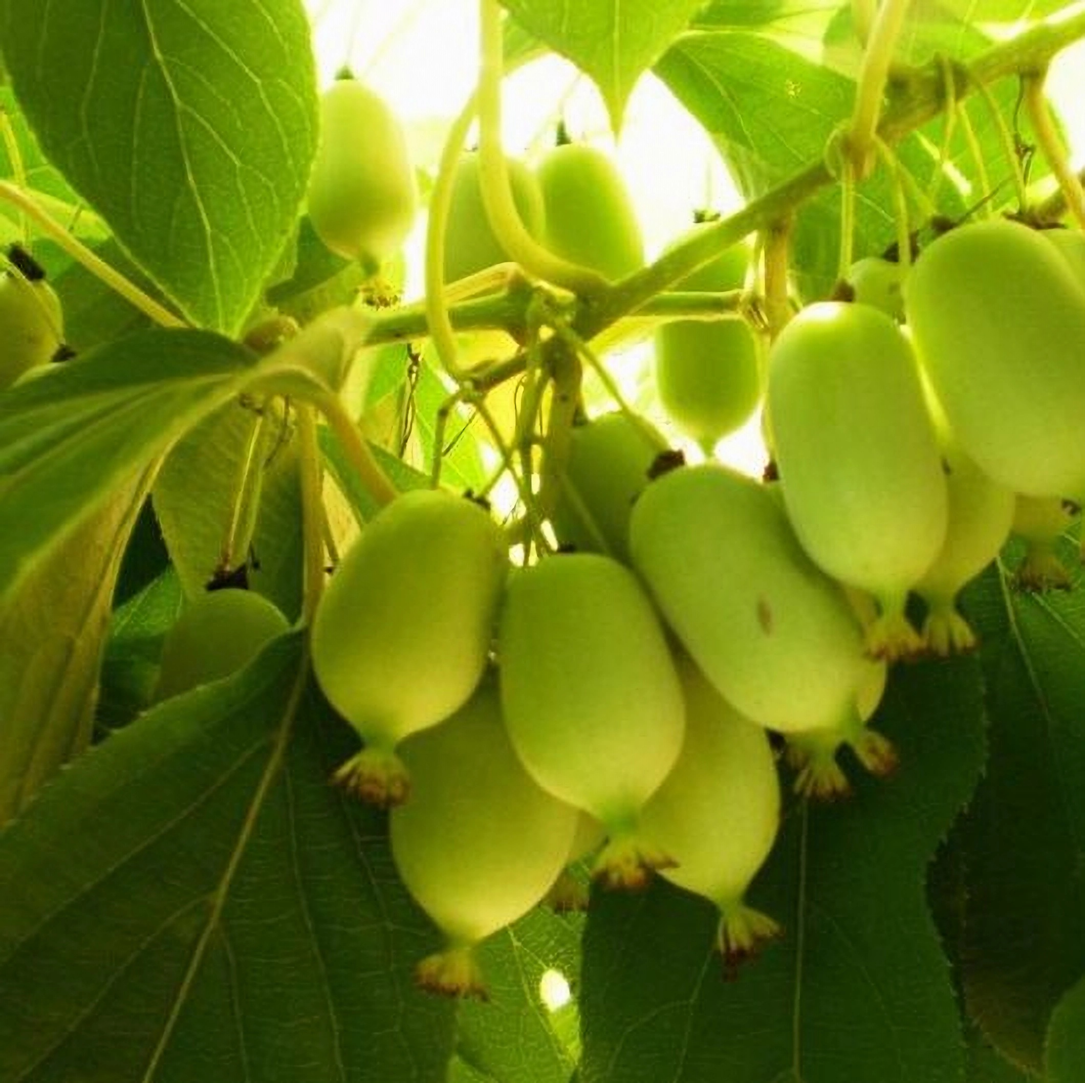 Превью изображения