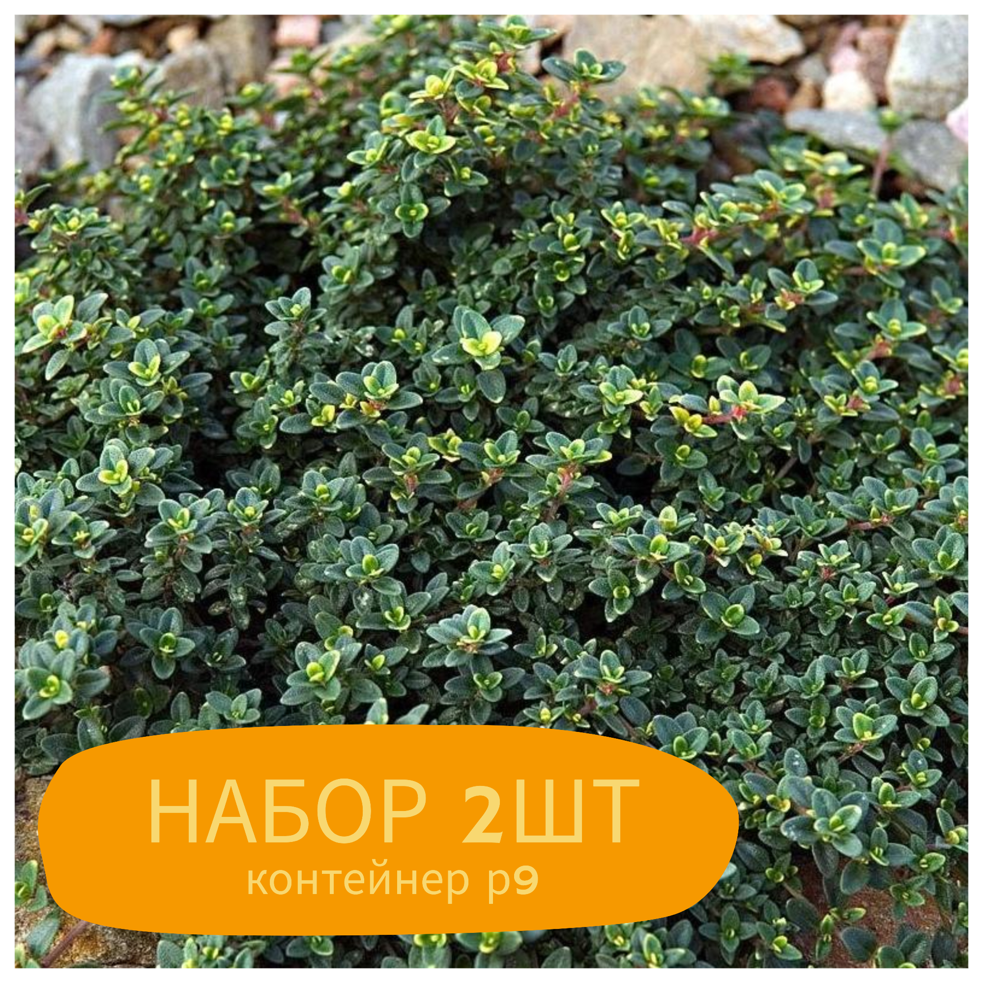 Превью изображения