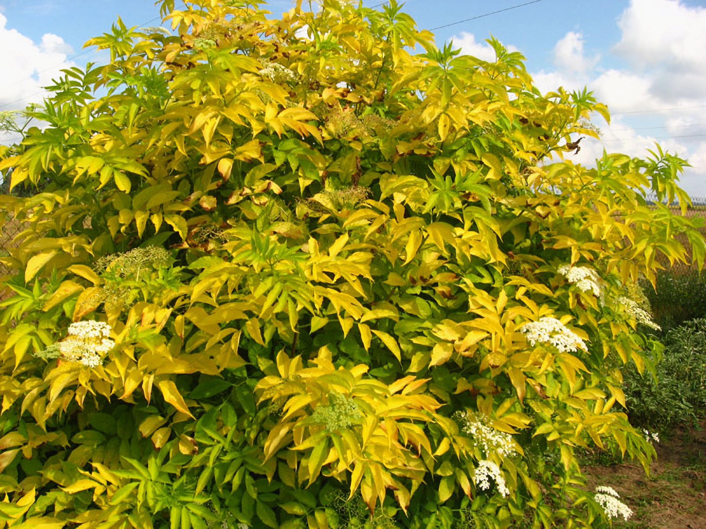 Превью изображения