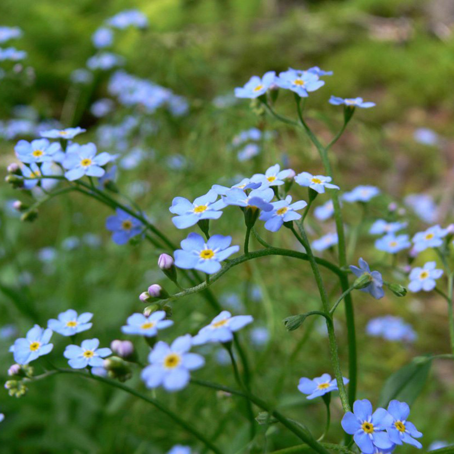 Превью изображения