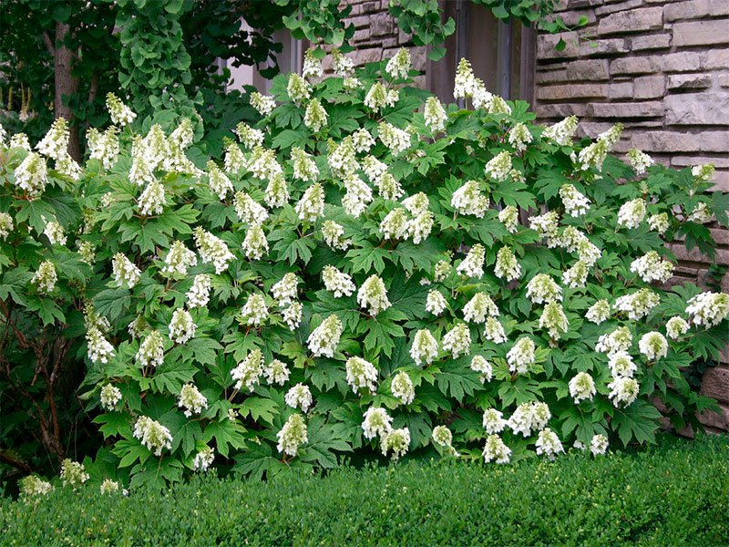 Превью изображения