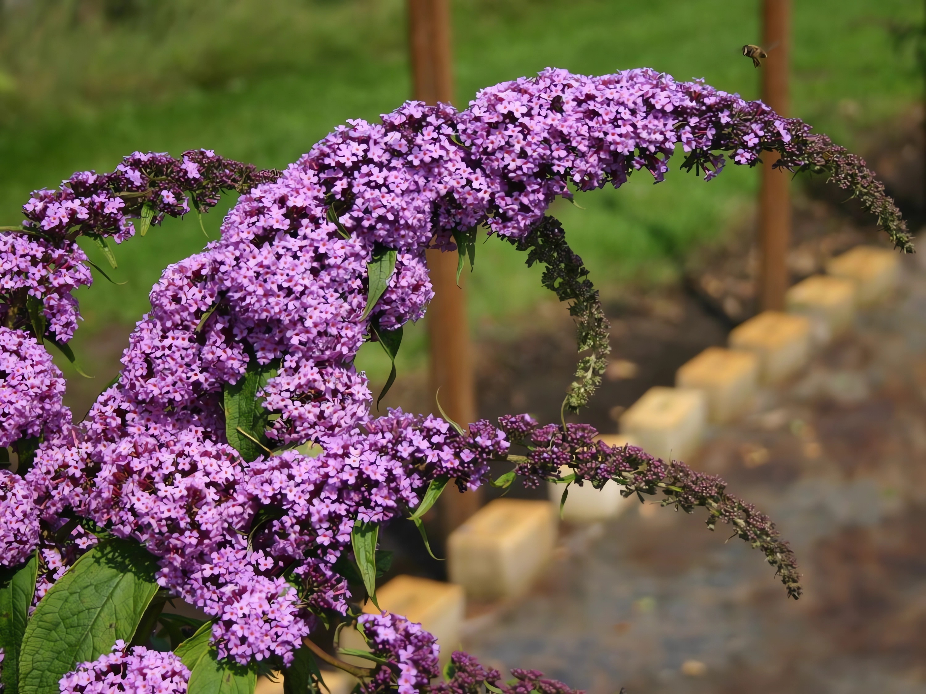 Превью изображения