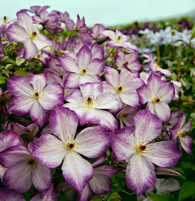 Превью изображения