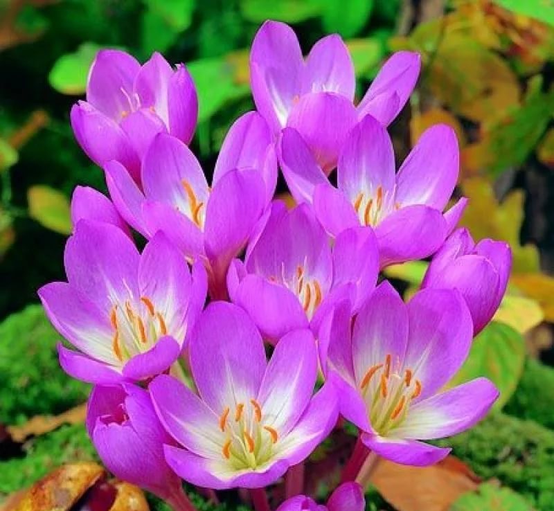 Превью изображения