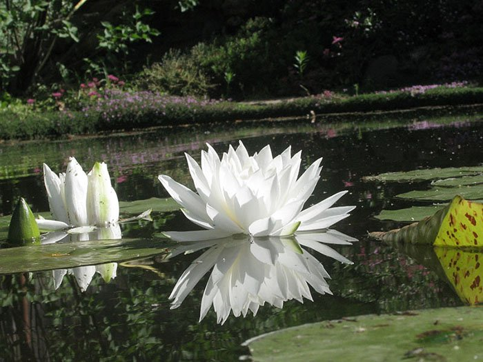 Превью изображения