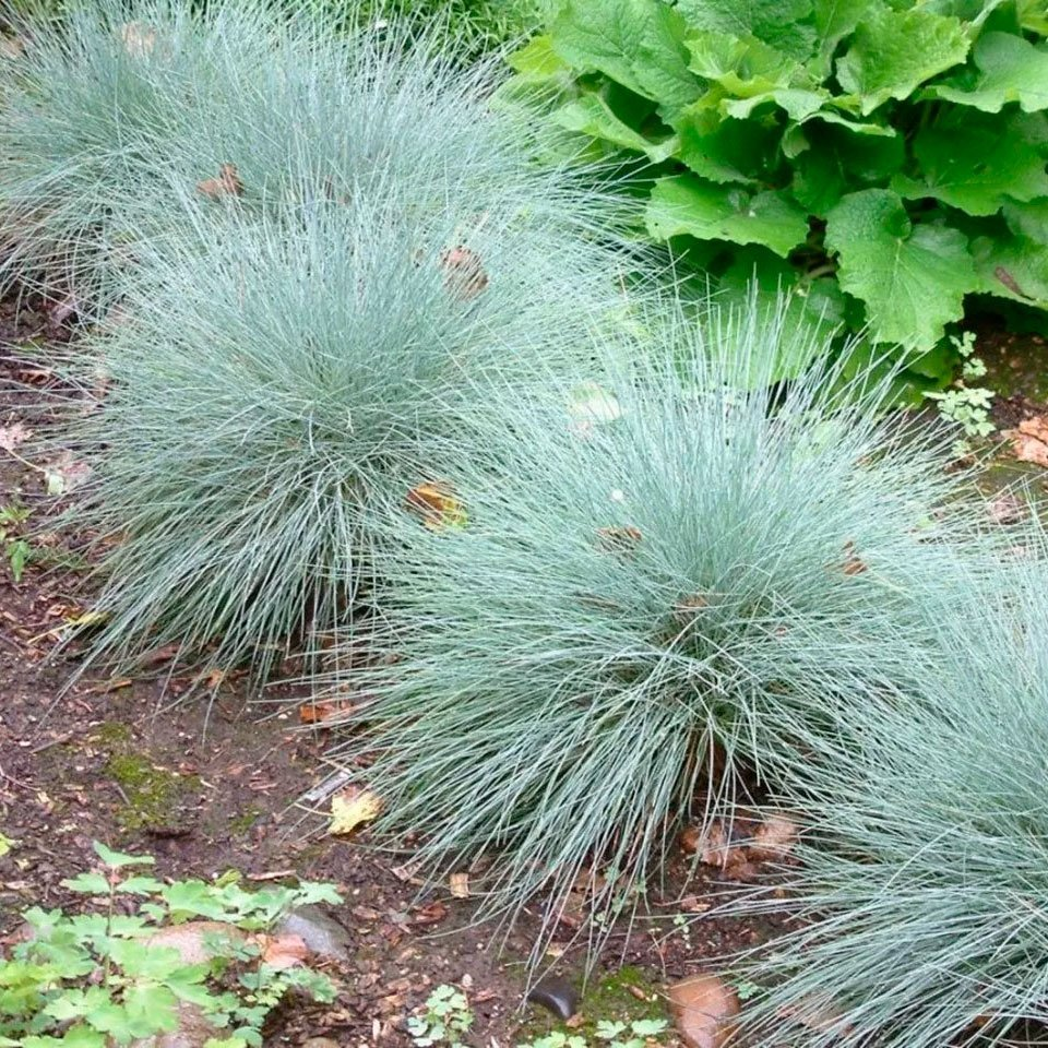 Превью изображения