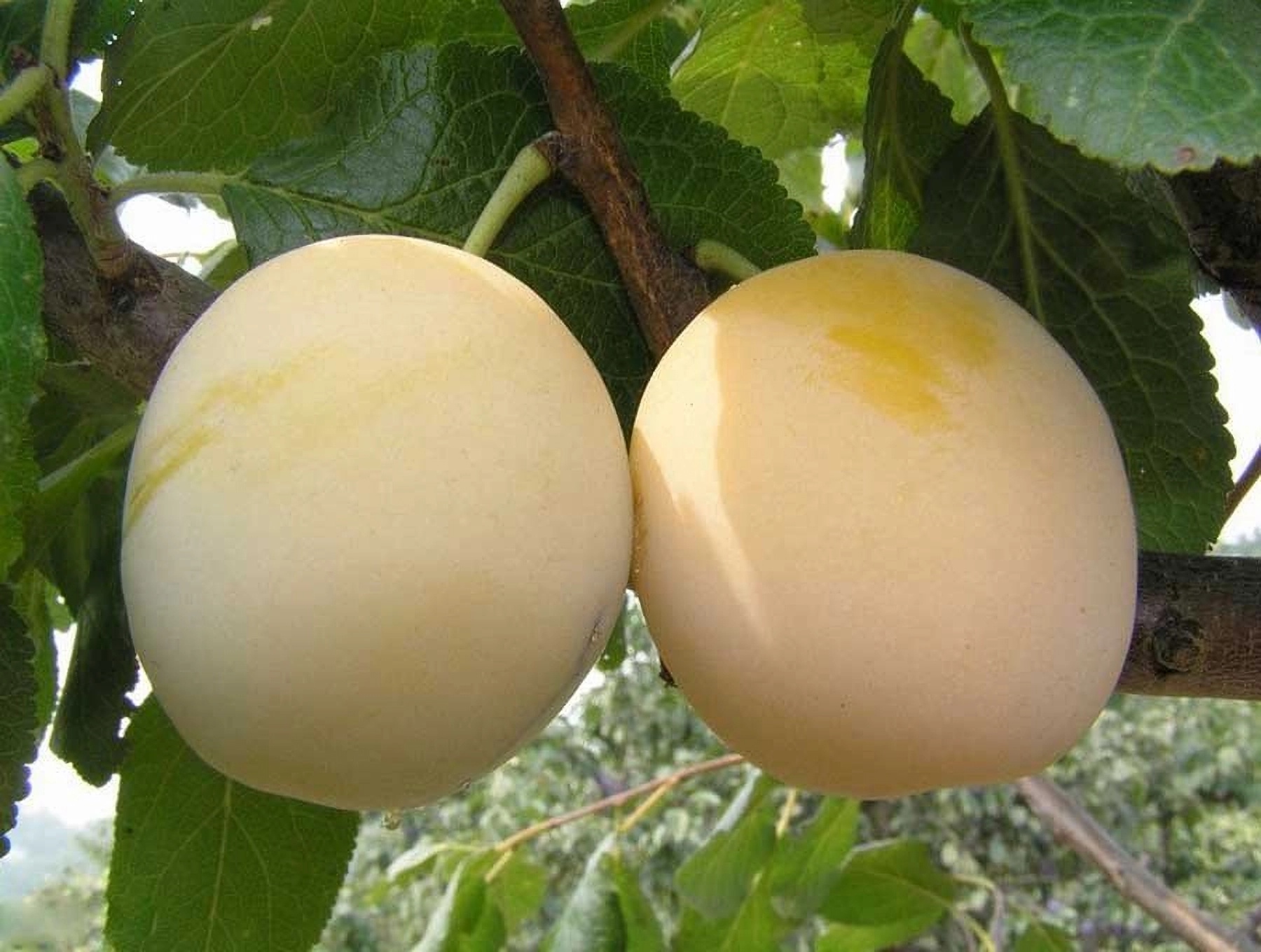 Превью изображения