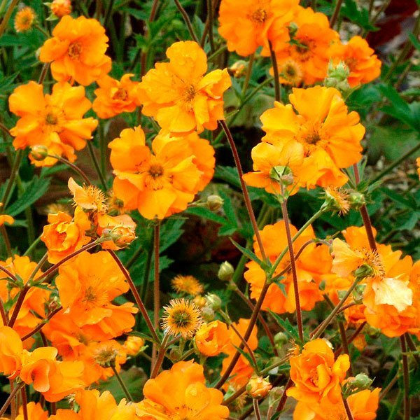 Превью изображения