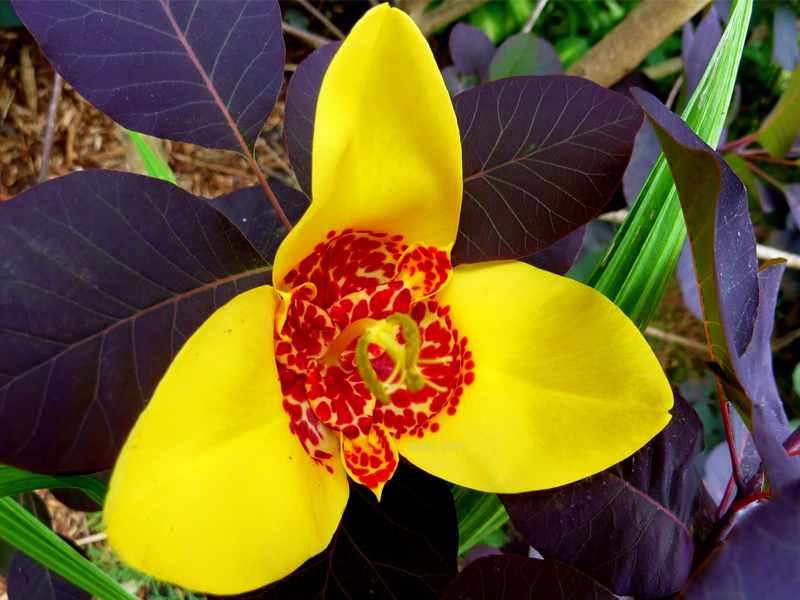 Превью изображения