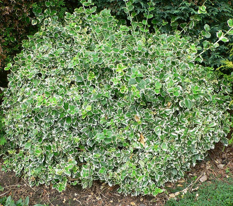 Превью изображения