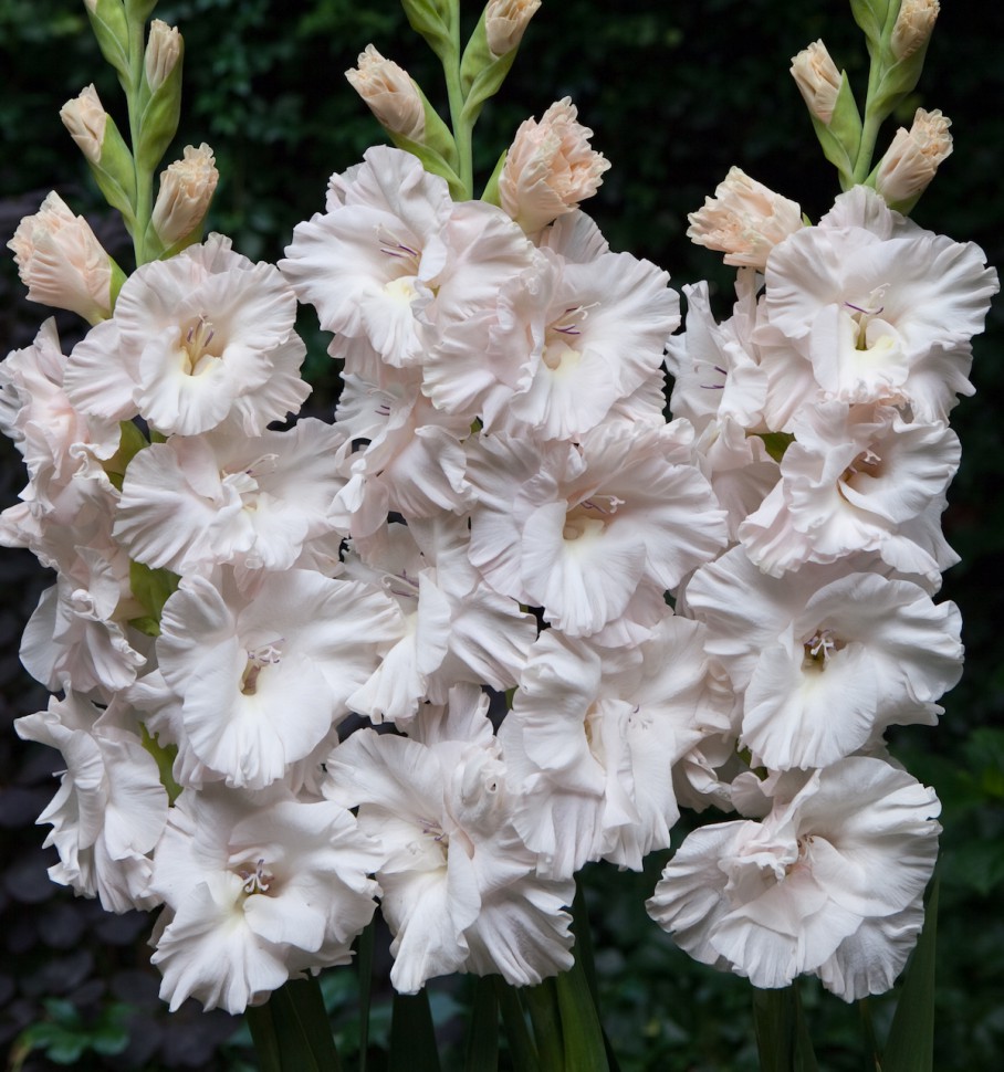 Превью изображения