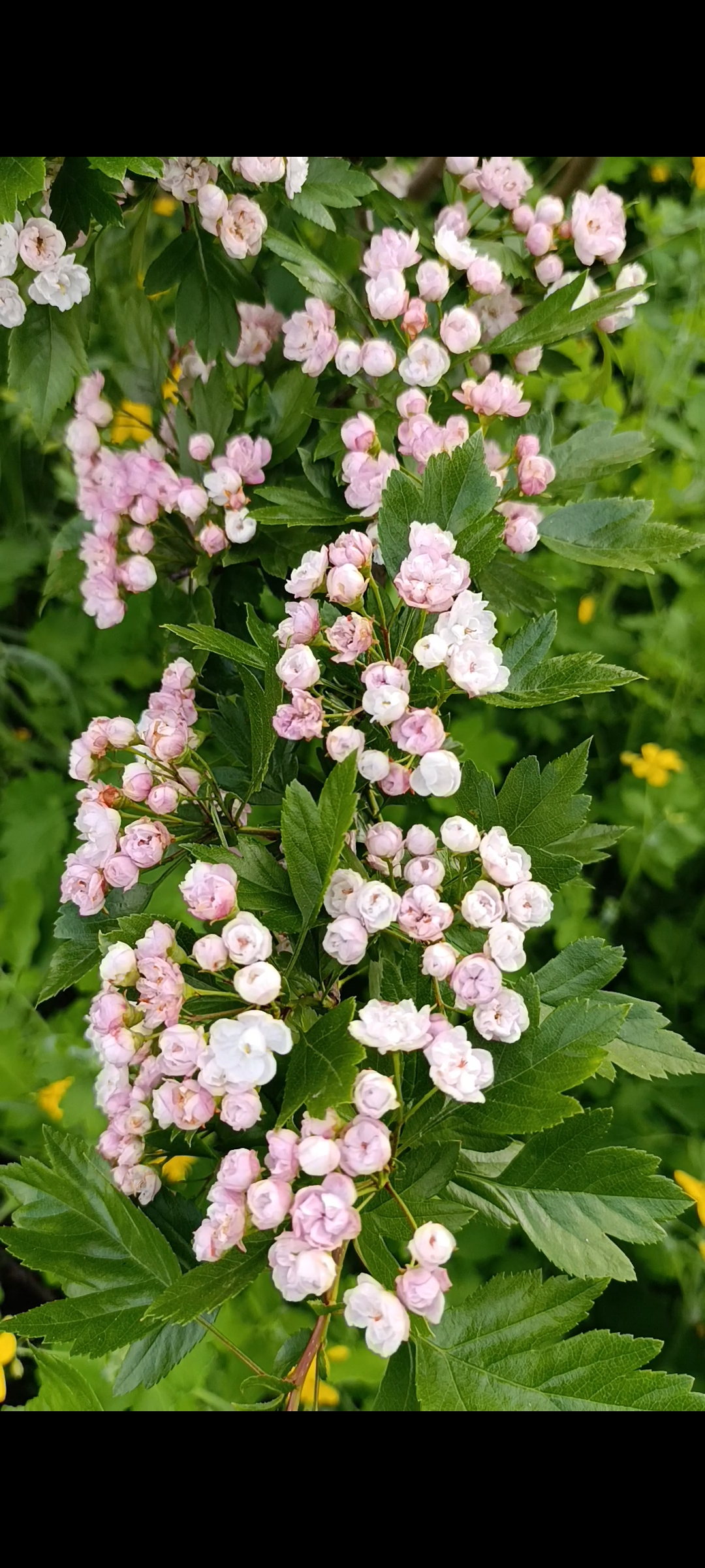 Превью изображения
