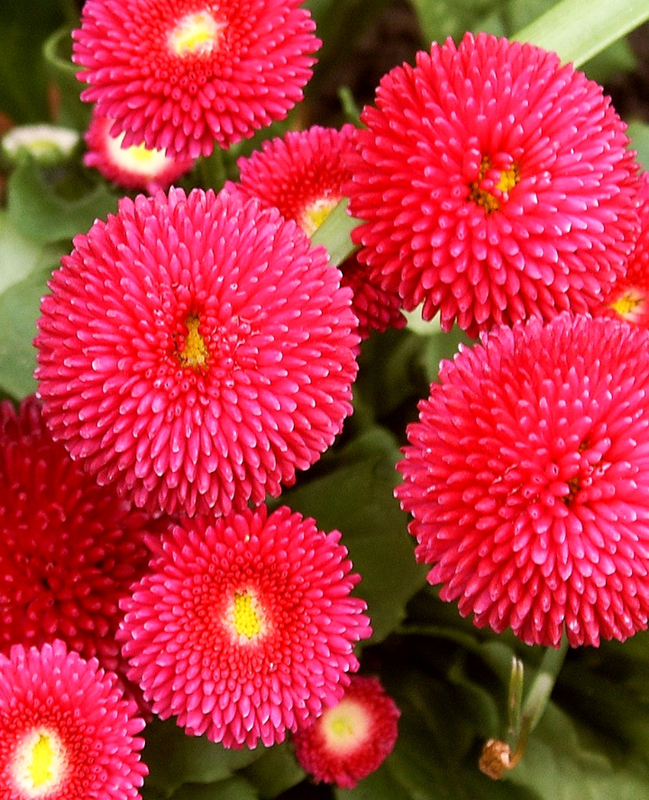 Превью изображения