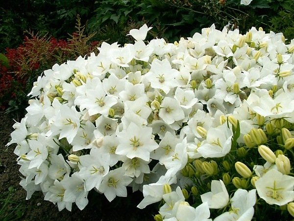 Превью изображения