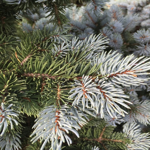 Превью изображения