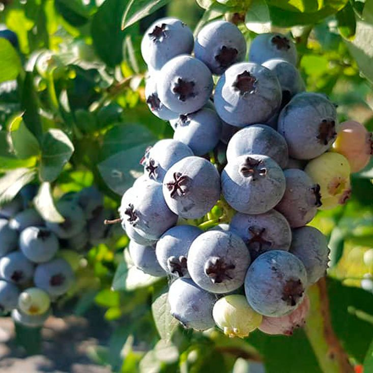 Превью изображения