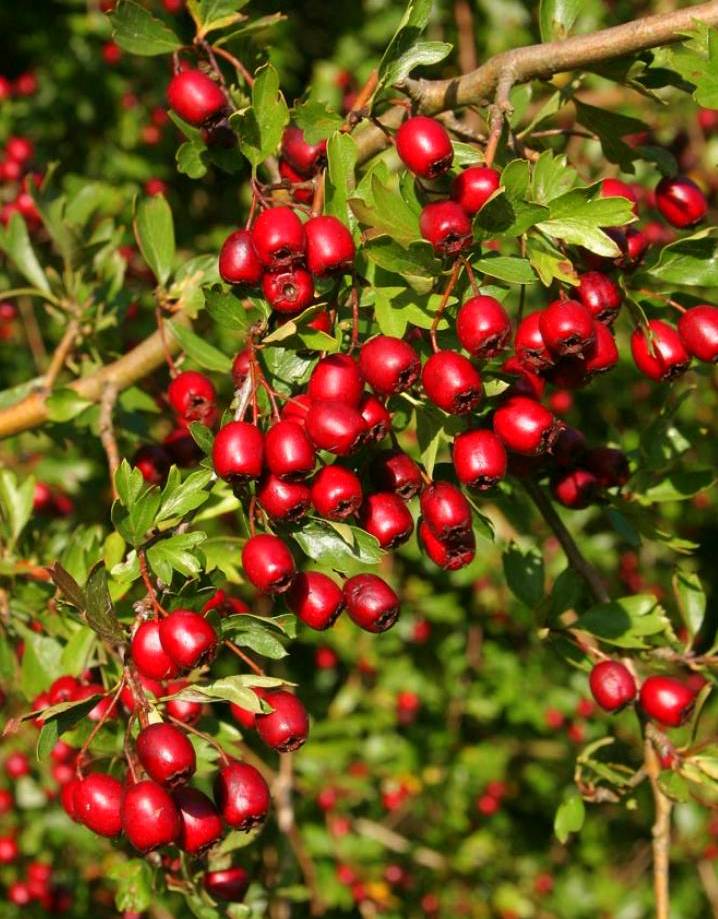 Превью изображения