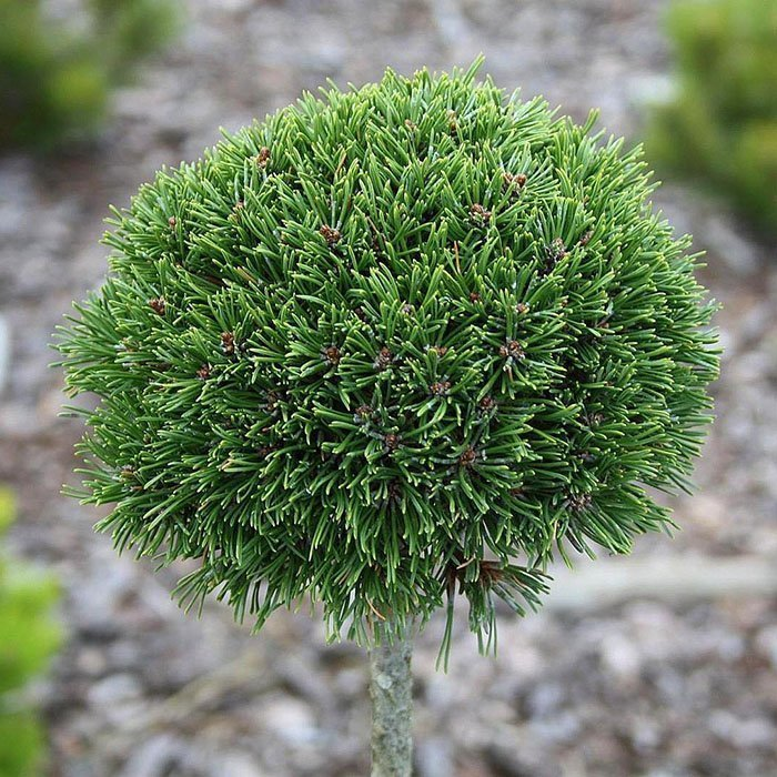 Превью изображения