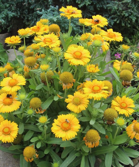 Превью изображения