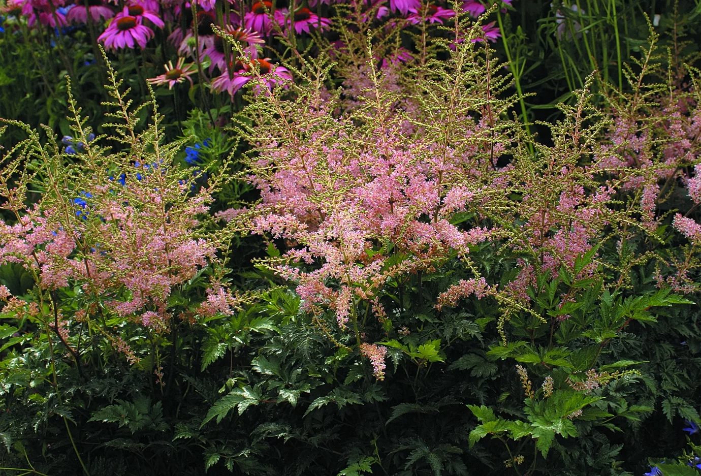 Превью изображения