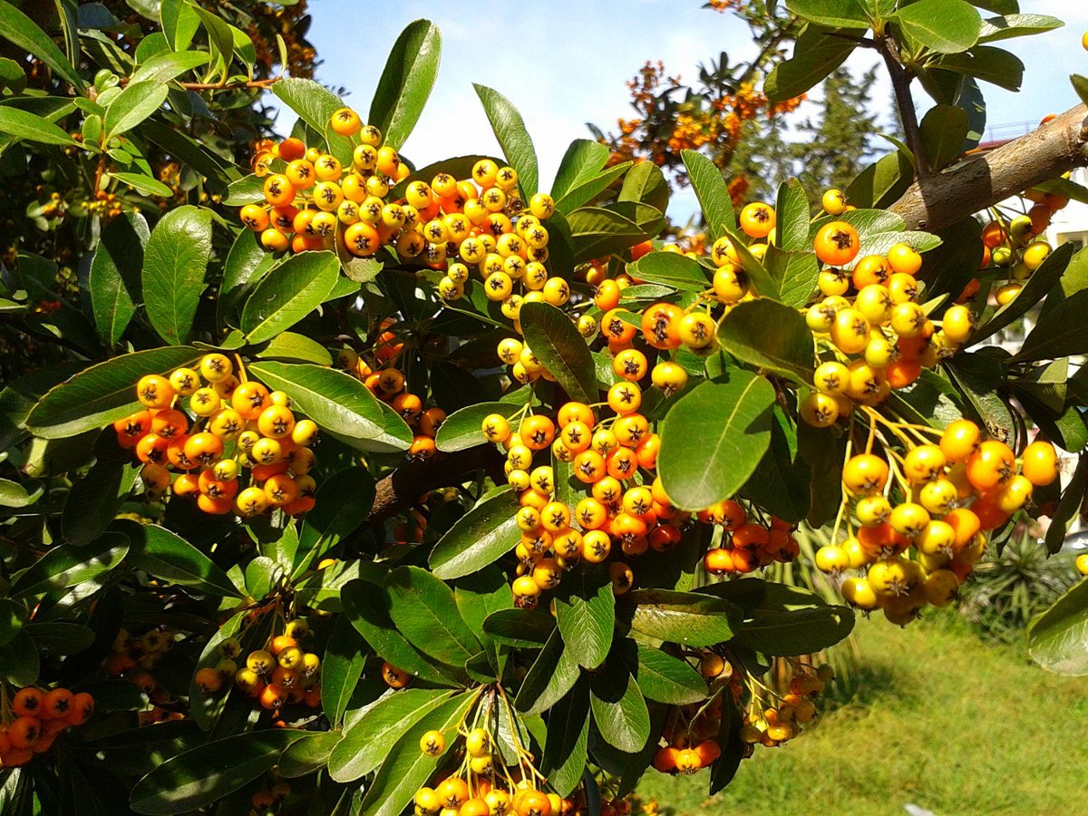 Превью изображения