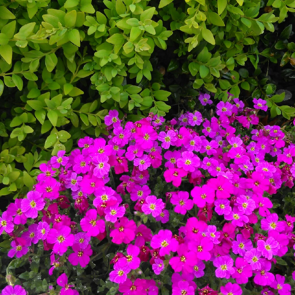 Превью изображения