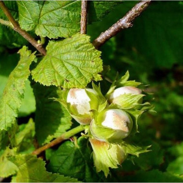 Превью изображения