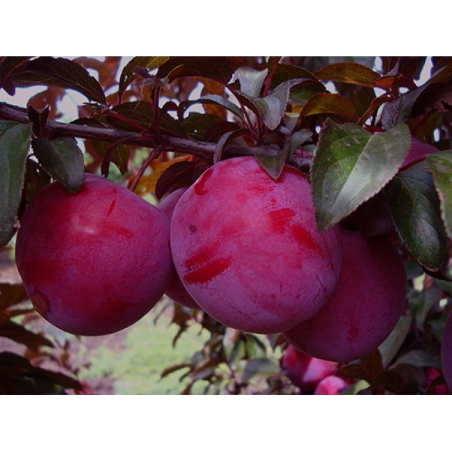 Превью изображения