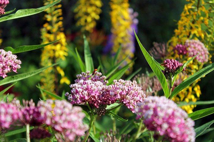 Превью изображения