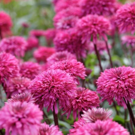 Превью изображения