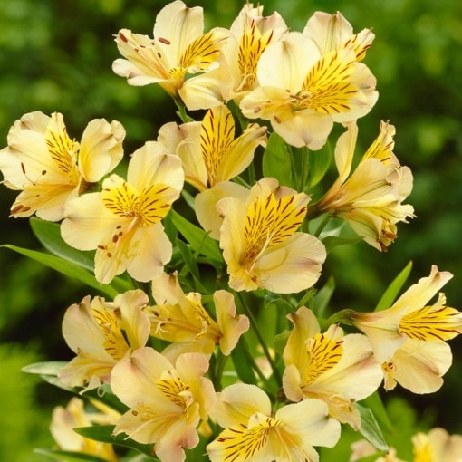 Превью изображения