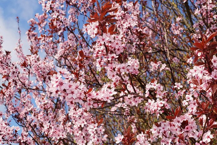 Превью изображения