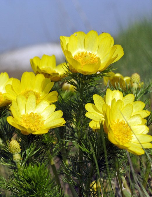 Превью изображения