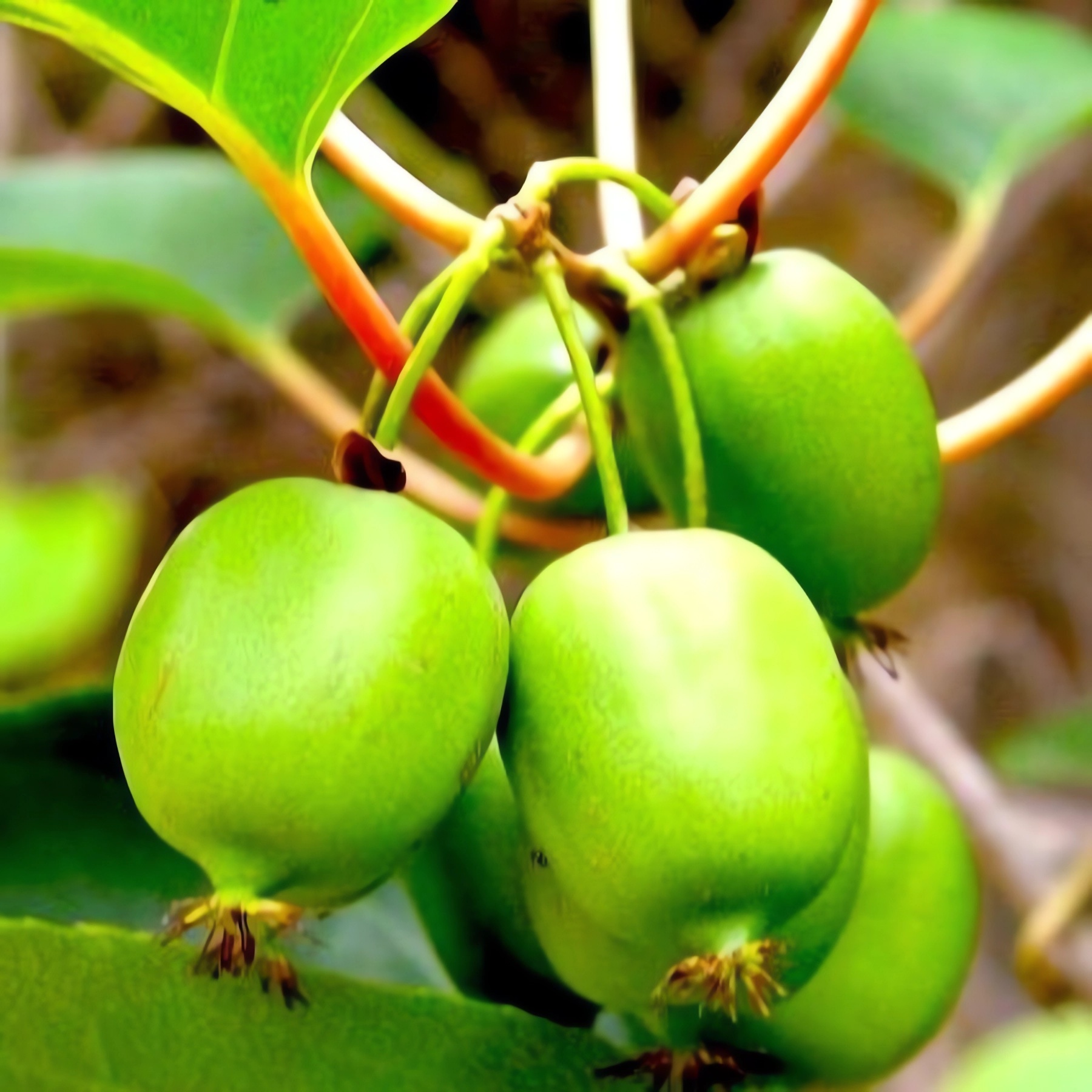 Превью изображения