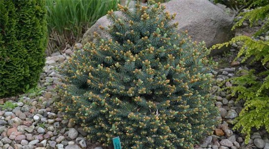 Превью изображения