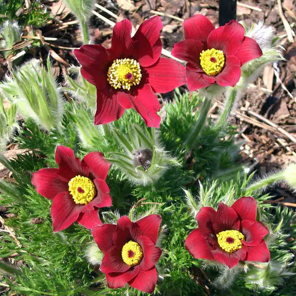 Превью изображения