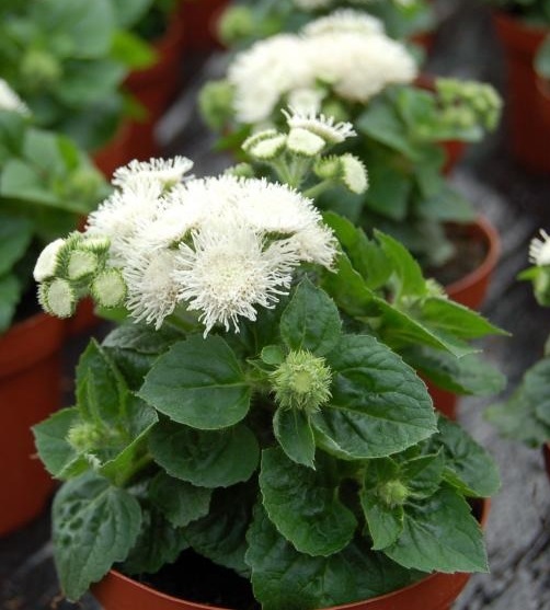 Превью изображения