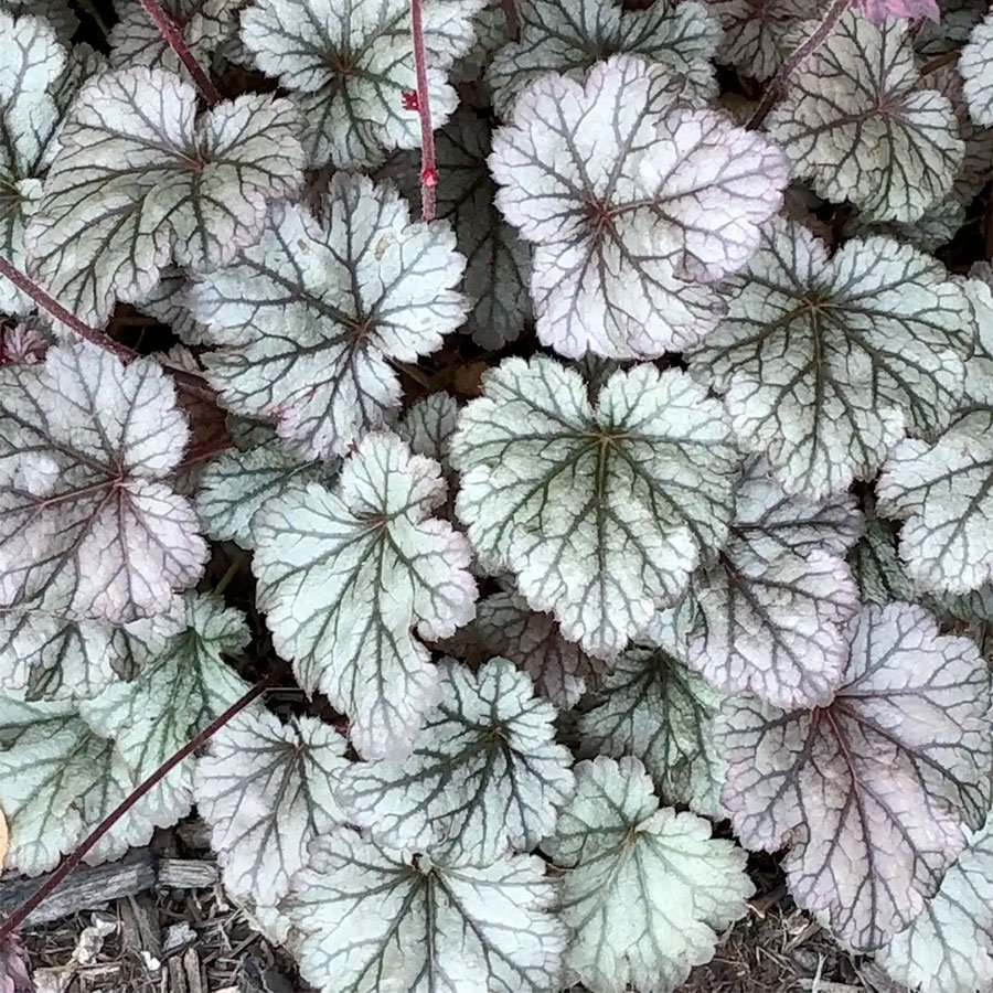 Превью изображения