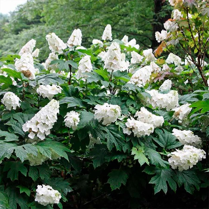 Превью изображения