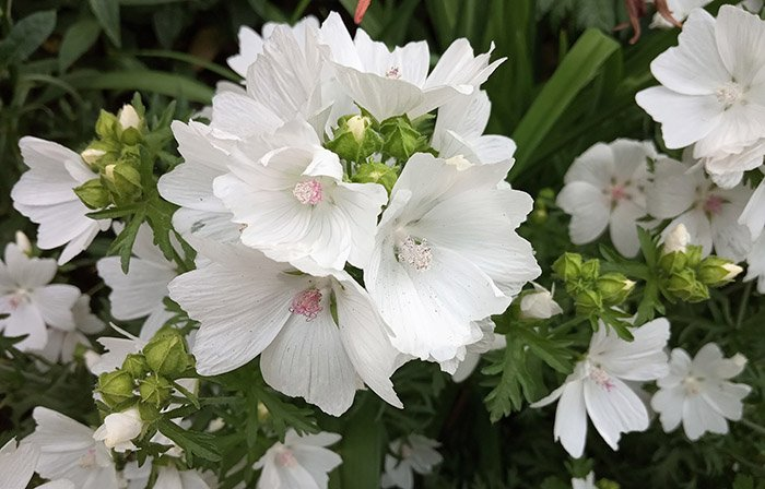 Превью изображения